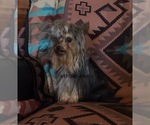 Small Photo #1 Yorkshire Terrier Puppy For Sale in CASSVILLE, MO, USA
