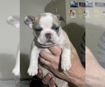 Puppy 3 French Bulldog