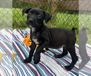 Bulldog-Labrador Retriever Mix Dogs for adoption in Tarrytown, GA, USA