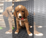 Small Photo #2 Goldendoodle Puppy For Sale in MOAB, UT, USA