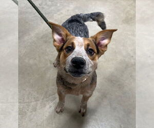 Mutt Dogs for adoption in Pierceton , IN, USA