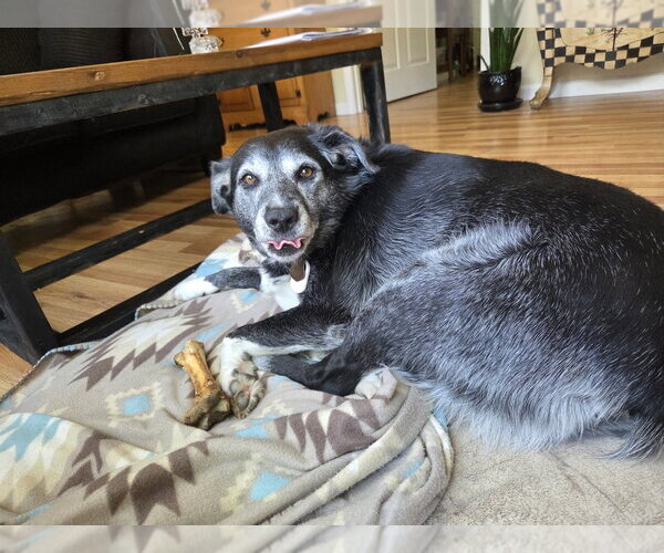 Medium Photo #8 Australian Shepherd-Unknown Mix Puppy For Sale in Evansville, IN, USA