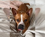 Small #2 Staffordshire Bull Terrier