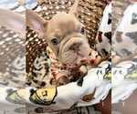 Image preview for Ad Listing. Nickname: Litter of 6