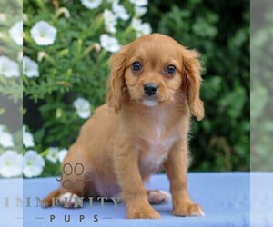 Cavapoo Puppy for sale in EAST EARL, PA, USA