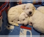 Small Photo #32 Bichon Frise Puppy For Sale in ORLANDO, FL, USA