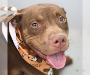 American Staffordshire Terrier Dogs for adoption in San Antonio, TX, USA