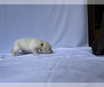 Puppy 6 Labrador Retriever