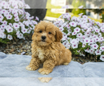 Puppy Karson ShihPoo