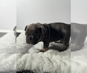 Medium French Bulldog