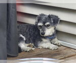 Small #1 Poodle (Toy) Mix