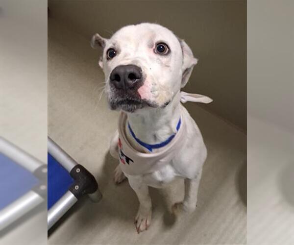 Medium Photo #2 Mutt Puppy For Sale in Bakersfield, CA, USA