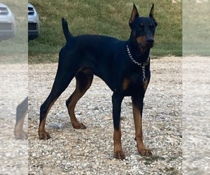 Father of the Doberman Pinscher puppies born on 09/05/2023
