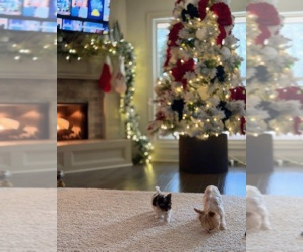 Medium Photo #4 Yorkshire Terrier Puppy For Sale in WETUMPKA, AL, USA