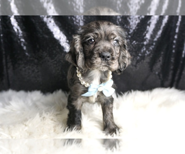 Medium Photo #59 Cocker Spaniel Puppy For Sale in WARSAW, IN, USA