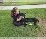 Small #6 Labrador Retriever Mix