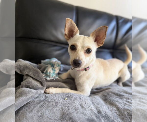 Medium Photo #10 Chihuahua Puppy For Sale in Arlington, VA, USA