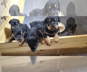Rottweiler Puppy for sale in LAKELAND, FL, USA