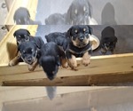 Image preview for Ad Listing. Nickname: Litter of 6