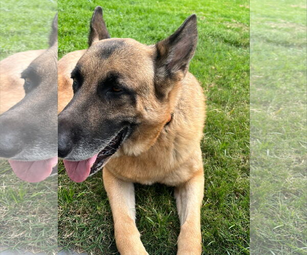 Medium Photo #4 German Shepherd Dog Puppy For Sale in Phoenix, AZ, USA