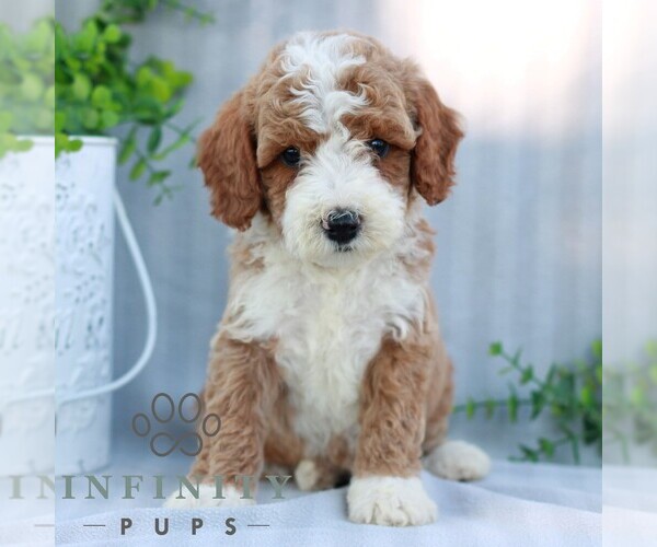 Medium Photo #4 Goldendoodle (Miniature) Puppy For Sale in EPHRATA, PA, USA