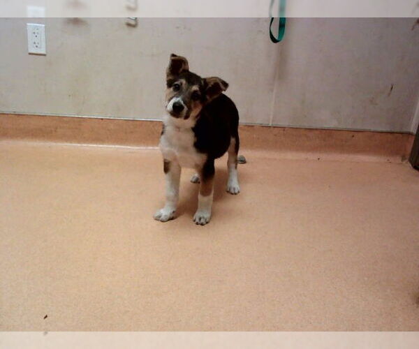 Medium Photo #1 German Shepherd Dog-Unknown Mix Puppy For Sale in Martinez, CA, USA