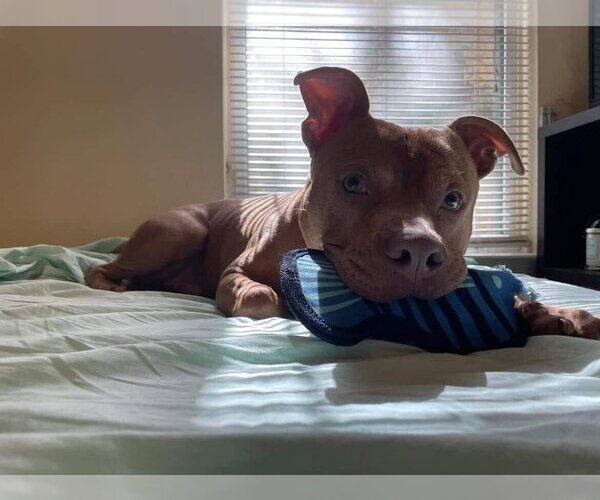Medium Photo #3 Mutt Puppy For Sale in  Gainesville, FL, USA