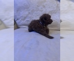 Small Photo #3 Poodle (Miniature) Puppy For Sale in DURHAM, CT, USA