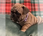 Small Photo #3 French Bulldog Puppy For Sale in BOLIVAR, MO, USA