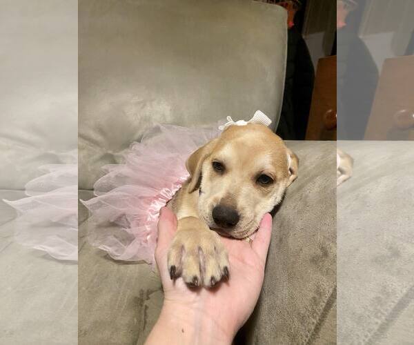 Medium Photo #16 Retriever -Unknown Mix Puppy For Sale in Holly Springs, NC, USA