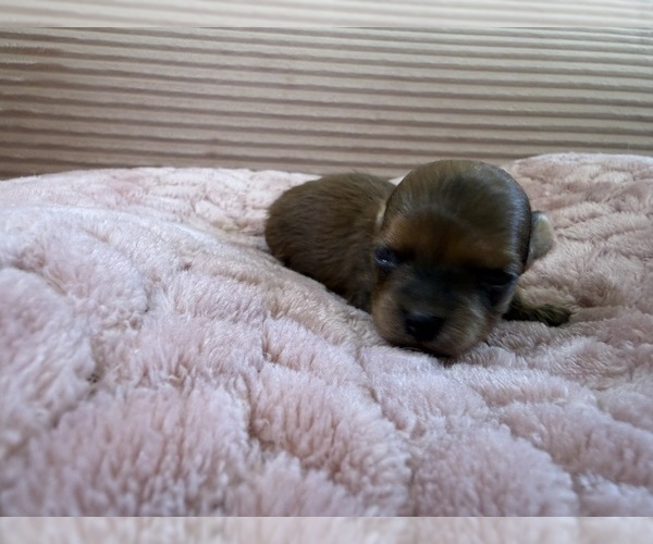 Medium Photo #17 Yorkipoo Puppy For Sale in ARLINGTON, TX, USA