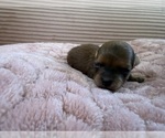 Small Photo #25 Yorkipoo Puppy For Sale in ARLINGTON, TX, USA