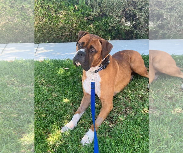 Medium Photo #3 Boxer Puppy For Sale in Costa Mesa , CA, USA