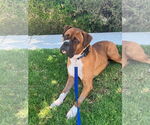 Small #2 Boxer