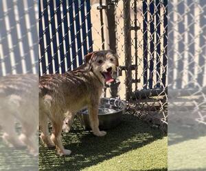 Chihuahua-Unknown Mix Dogs for adoption in Chula Vista, CA, USA