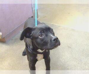 Mutt Dogs for adoption in Sacramento, CA, USA