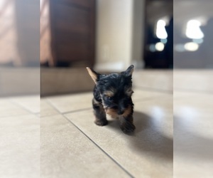 Yorkshire Terrier Puppy for Sale in MESA, Arizona USA