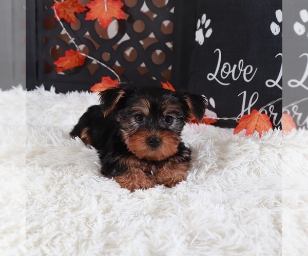 Medium Photo #2 Yorkshire Terrier Puppy For Sale in MOUNT VERNON, OH, USA