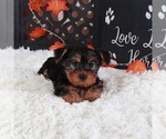 Small #1 Yorkshire Terrier