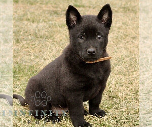 Medium Photo #1 Belgian Malinois Puppy For Sale in STRASBURG, PA, USA