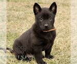 Small Photo #1 Belgian Malinois Puppy For Sale in STRASBURG, PA, USA