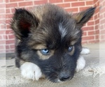 Small Photo #1 Siberian Husky Puppy For Sale in CO SPGS, CO, USA