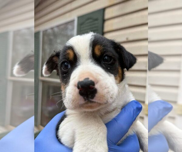 Medium Photo #4 Jack Russell Terrier-Unknown Mix Puppy For Sale in New York, NY, USA