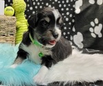Image preview for Ad Listing. Nickname: Puppy #1 Mason