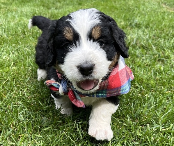 Medium Photo #1 Bernedoodle-Bernese Mountain Dog Mix Puppy For Sale in ERIE, CO, USA