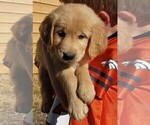 Small Photo #12 Golden Retriever Puppy For Sale in BENNETT, CO, USA
