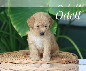 Goldendoodle (Miniature) Puppy for sale in ITASCA, TX, USA