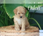 Image preview for Ad Listing. Nickname: Odelle