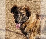 Small Photo #5 Catahoula Leopard Dog-Great Pyrenees Mix Puppy For Sale in Clinton, OK, USA