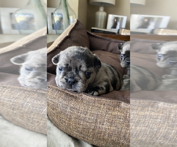 Medium Photo #19 French Bulldog Puppy For Sale in CERES, CA, USA